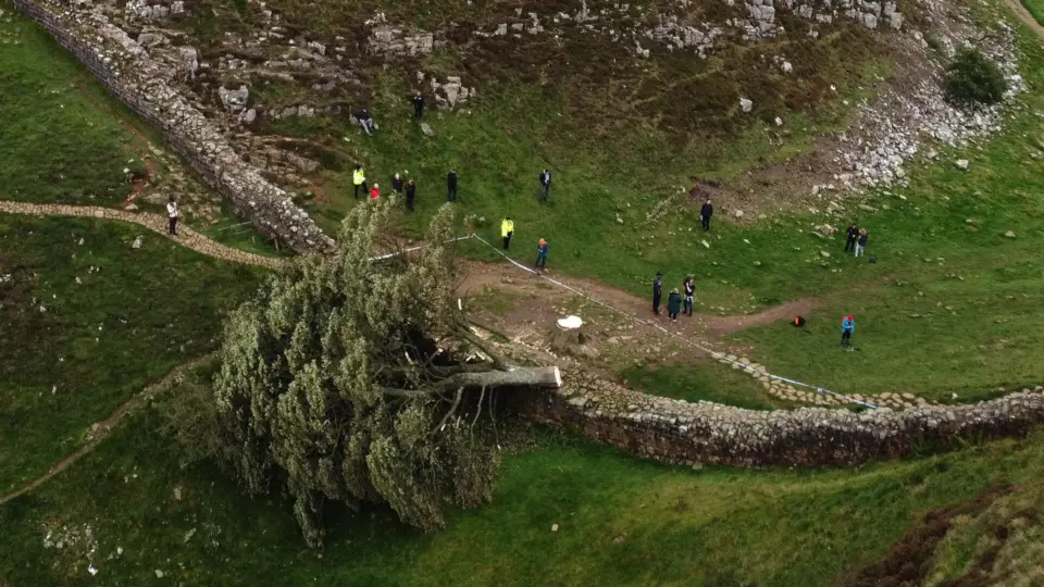 Homem de 60 anos é preso após derrubada de árvore emblemática no Reino Unido