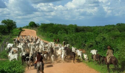 Mais boi do que gente: Brasil bate recorde com 234,4 milhões de cabeças de gado
