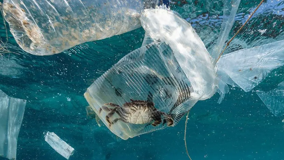 Sopa de polímeros: Como e por que o plástico está sufocando nossos mares