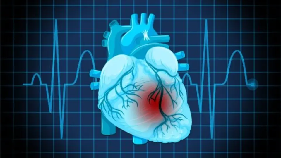 Molécula testada na USP é capaz de amenizar a insuficiência cardíaca