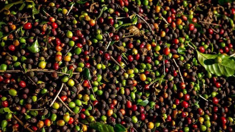Starbucks: fazendas de café certificadas são flagradas com trabalho escravo e infantil em Minas Gerais
