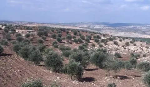 Agricultores na Cisjordânia relatam incursões violentas de colonos israelenses