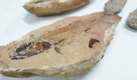 Fósseis com mais de 90 milhões de anos que estavam na França vão para museu no Ceará