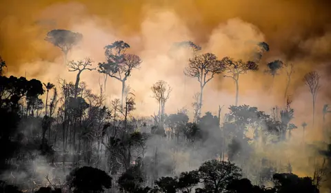 Senado adia votação que pode reduzir reservas de floresta em fazendas na Amazônia