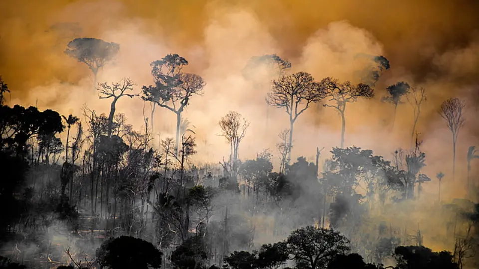 Senado adia votação que pode reduzir reservas de floresta em fazendas na Amazônia
