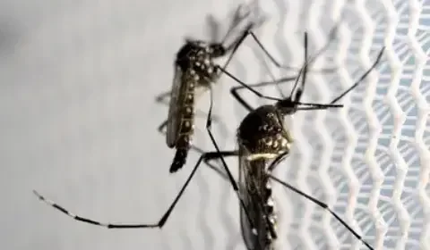 Dengue, Covid e Febre Oropouche: Amazonas vive tripla epidemia, diz pesquisador
