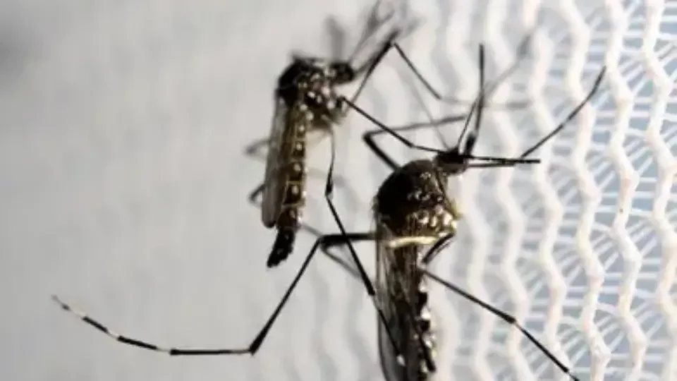 Brasil pode enfrentar surto histórico de dengue em 2024
