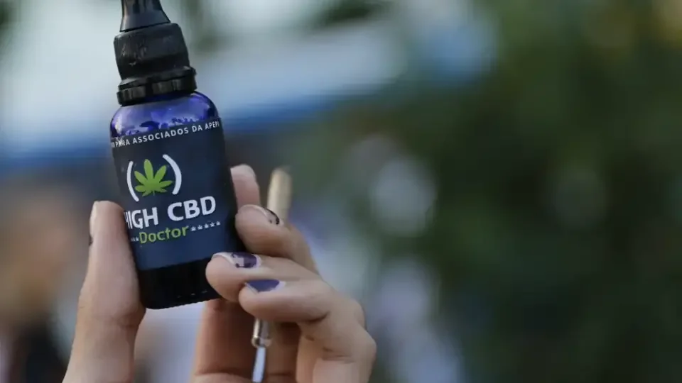 STJ garante cultivo caseiro de cannabis com fins medicinais sem punição