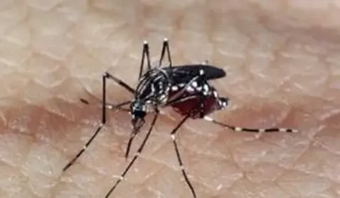 Perguntas mais frequentes sobre a dengue e suas respostas
