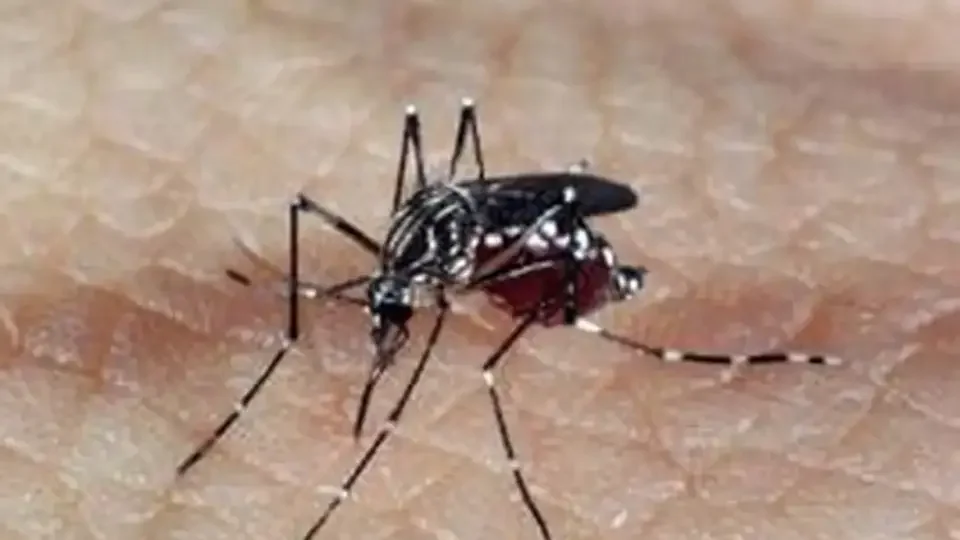 Dengue poderá estar controlada em uma década. Cientista explica por quê