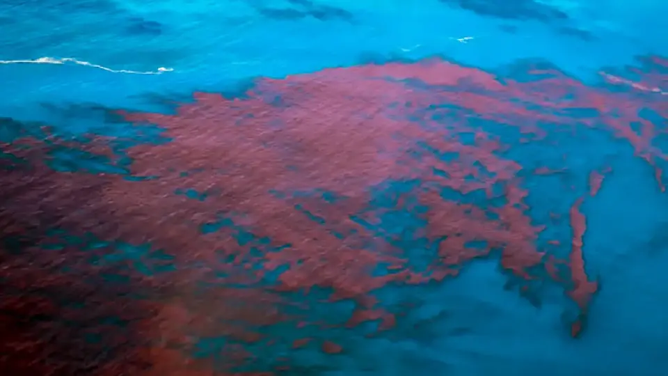 Alagoas e PE têm mais de 400 casos de intoxicação da maré vermelha