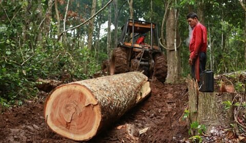 Desmatamento cai 60% na Amazônia; áreas indígenas têm menor taxa