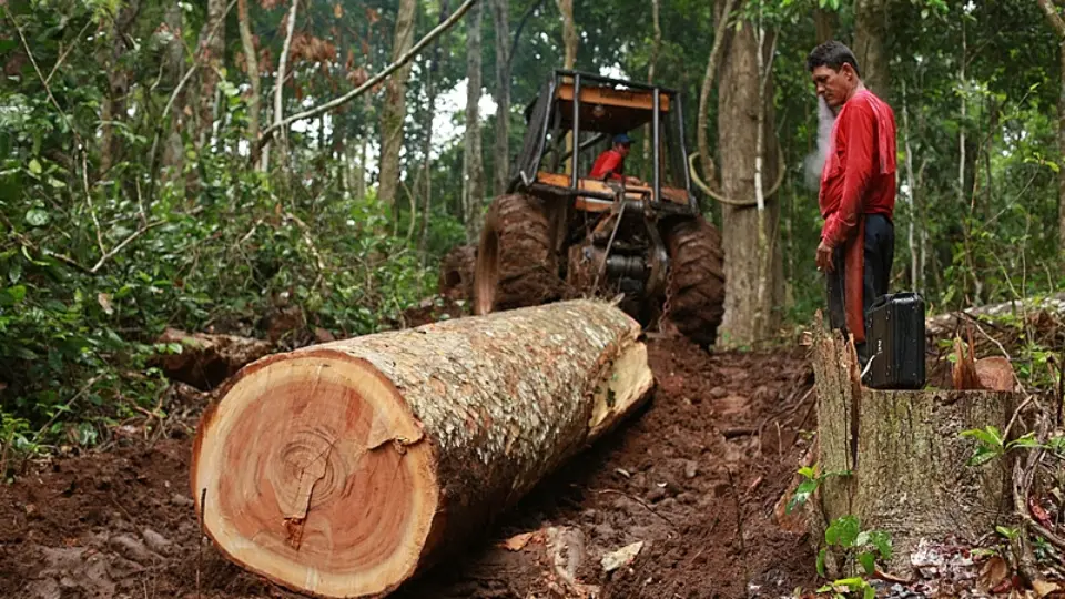 Desmatamento cai 60% na Amazônia; áreas indígenas têm menor taxa