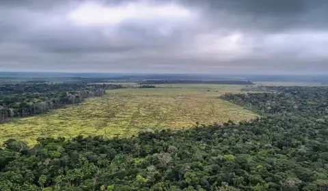 Alertas de desmatamento na Amazônia caem 30% em fevereiro