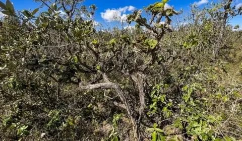 Cerrado: governo monta força-tarefa para conter desmatamento