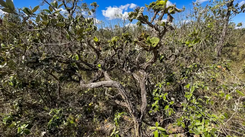 Cerrado: governo monta força-tarefa para conter desmatamento