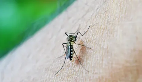 Cidade de São Paulo decreta estado de emergência por epidemia de dengue