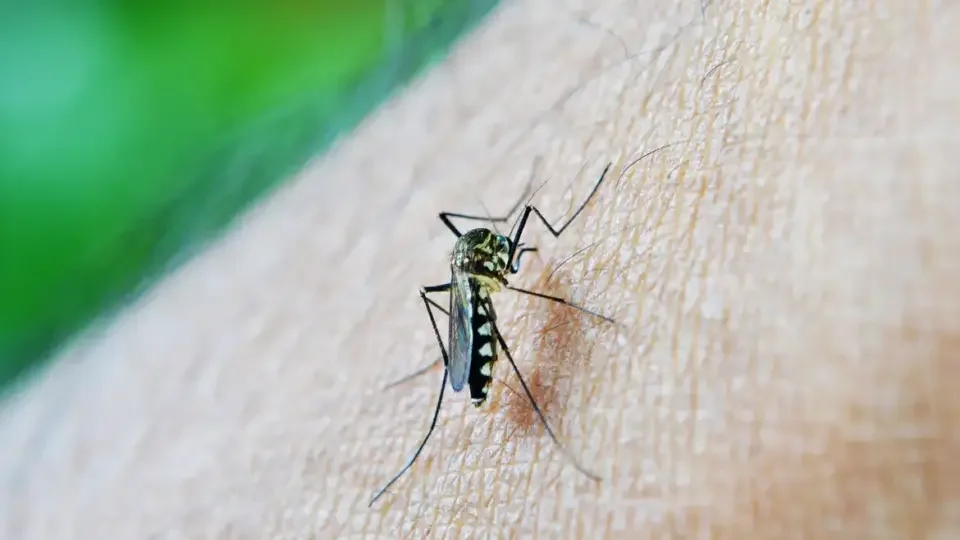 Cidade de São Paulo decreta estado de emergência por epidemia de dengue