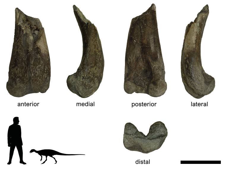 Pedaço do fêmur do dinossauro Tietasaura derbyiana encontrado no século 19 e descrito por pesquisadoras brasileiras - Kamila Bandeira/Divulgação