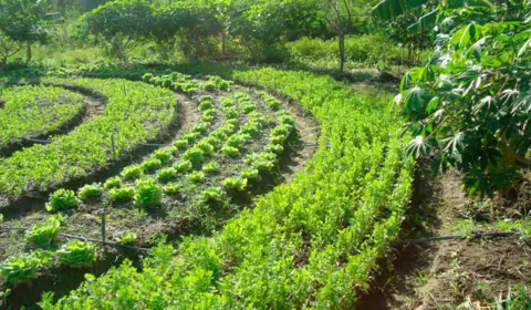 Grupo propõe ‘agroflorestas’ para reconstrução do RS após tragédia