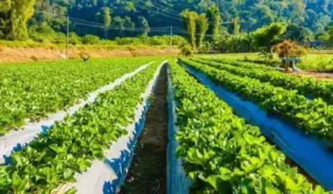 Glifosato: como a Monsanto impôs substância cancerígena à agricultura e porque seu uso não é proibido no Brasil
