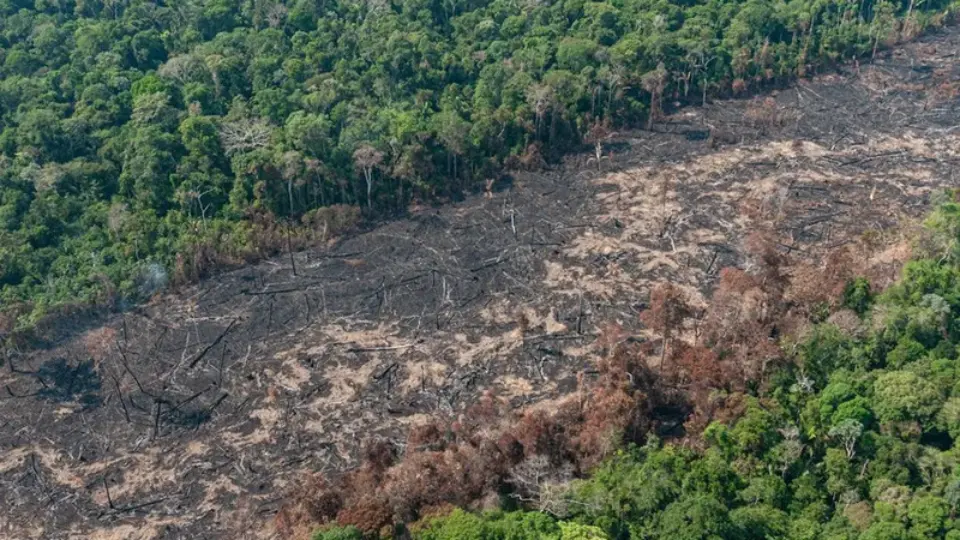 Ruralistas atacam norma contra desmatamento para intensificar plantio de soja na Amazônia