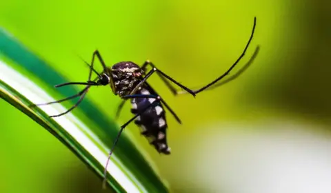 Dengue: Brasil tem, em 6 meses, 6,1 milhões de casos e 4,2 mil mortes