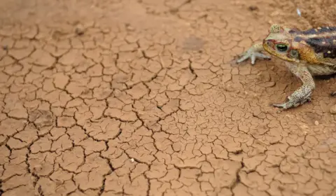 Mudanças climáticas já interferem em secas e cheias na Amazônia