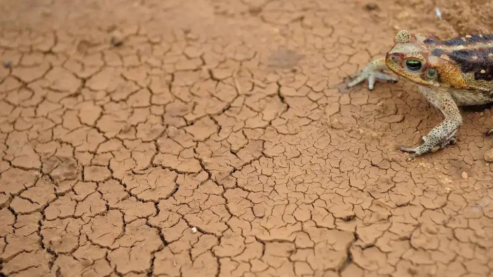 Mudanças climáticas já interferem em secas e cheias na Amazônia