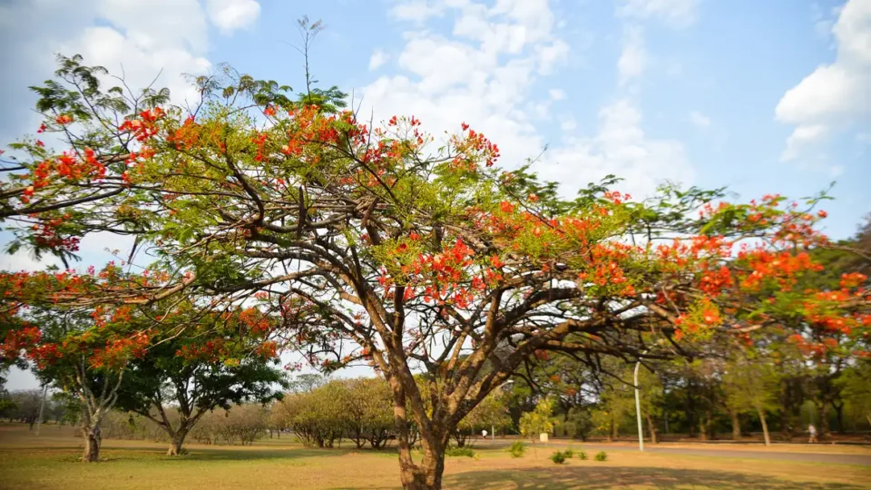 Veja como fica o tempo durante a primavera, que começa neste domingo