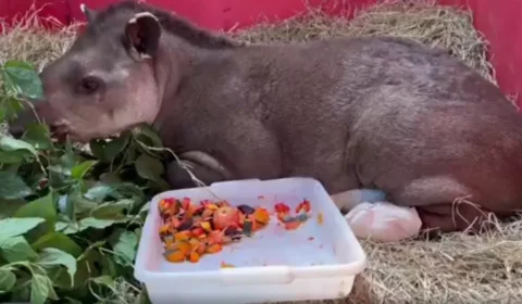 Anta resgatada de incêndio em Brasília queimou patas e inalou fumaça