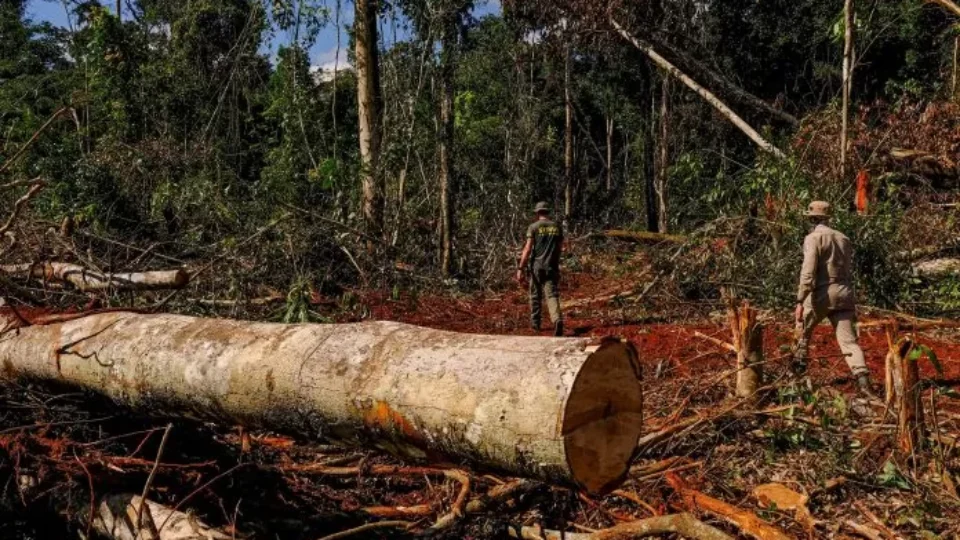 Maior ação de combate ao desmatamento da Mata Atlântica acontece em 17 estados